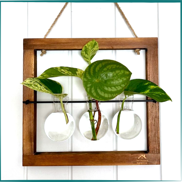 Wall hanging terrarium with green leaves